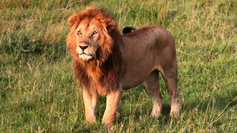 KENYA : Lion attacks and kills 14-year-old girl in Kenya.